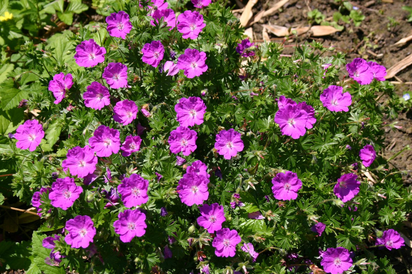 Geranium sanguineum 'Max Frei' (Garten-Blut-Storchschnabel)