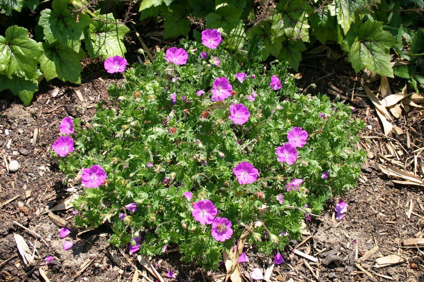 Geranium sanguineum 'Max Frei' (Garten-Blut-Storchschnabel)