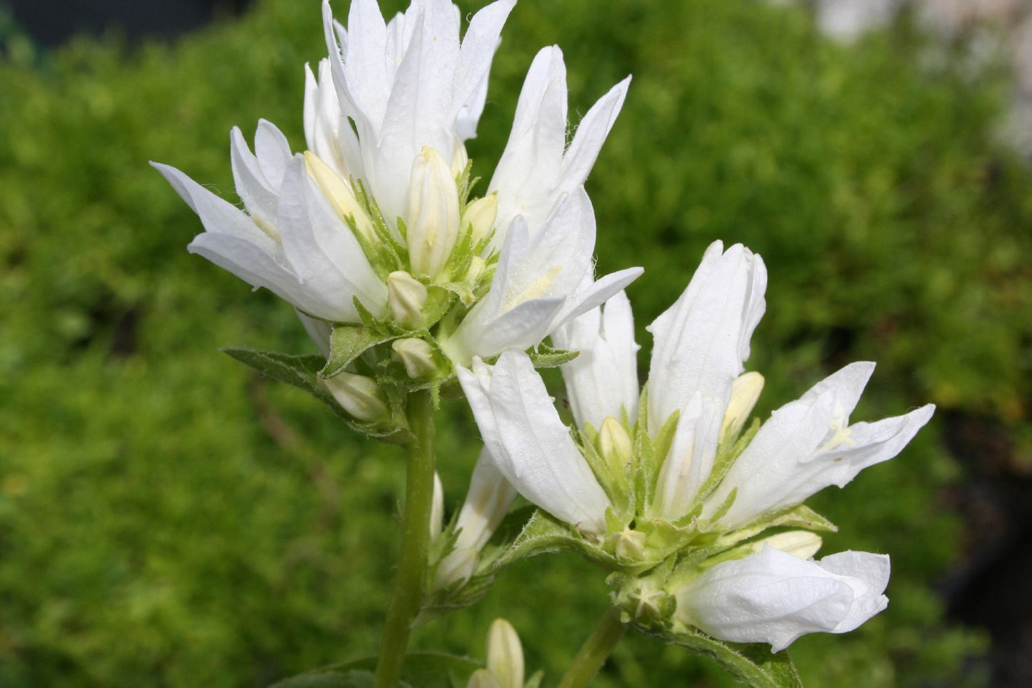 Campanula glomerata 'Alba' Knäuel-Glockenblume