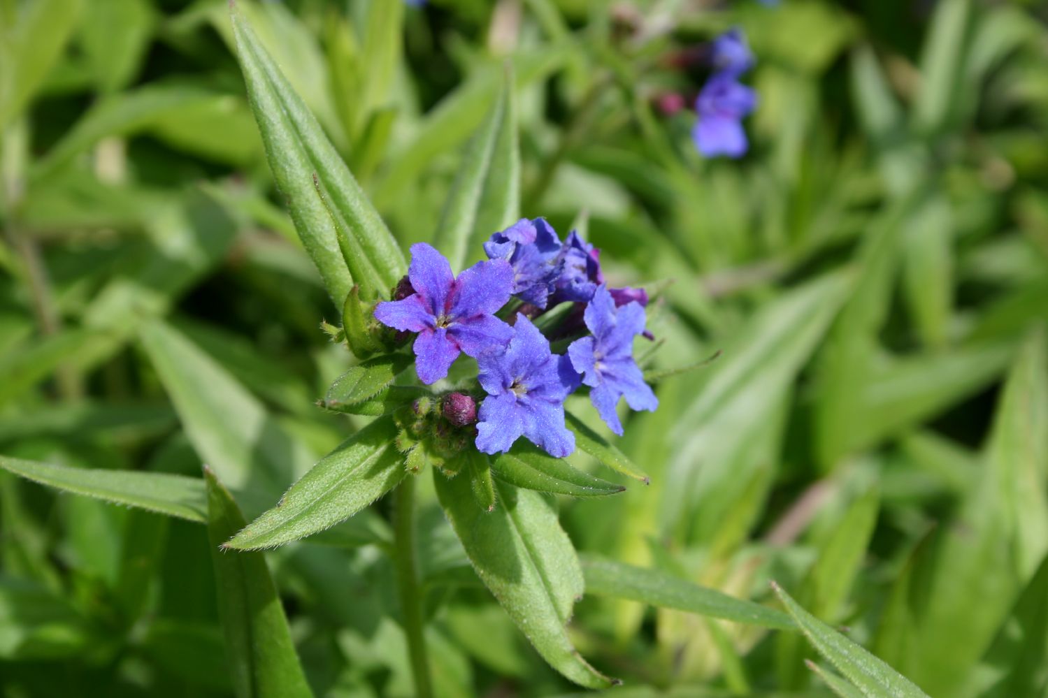 Buglossoides purpureocaerulea Purpurblauer Steinsame