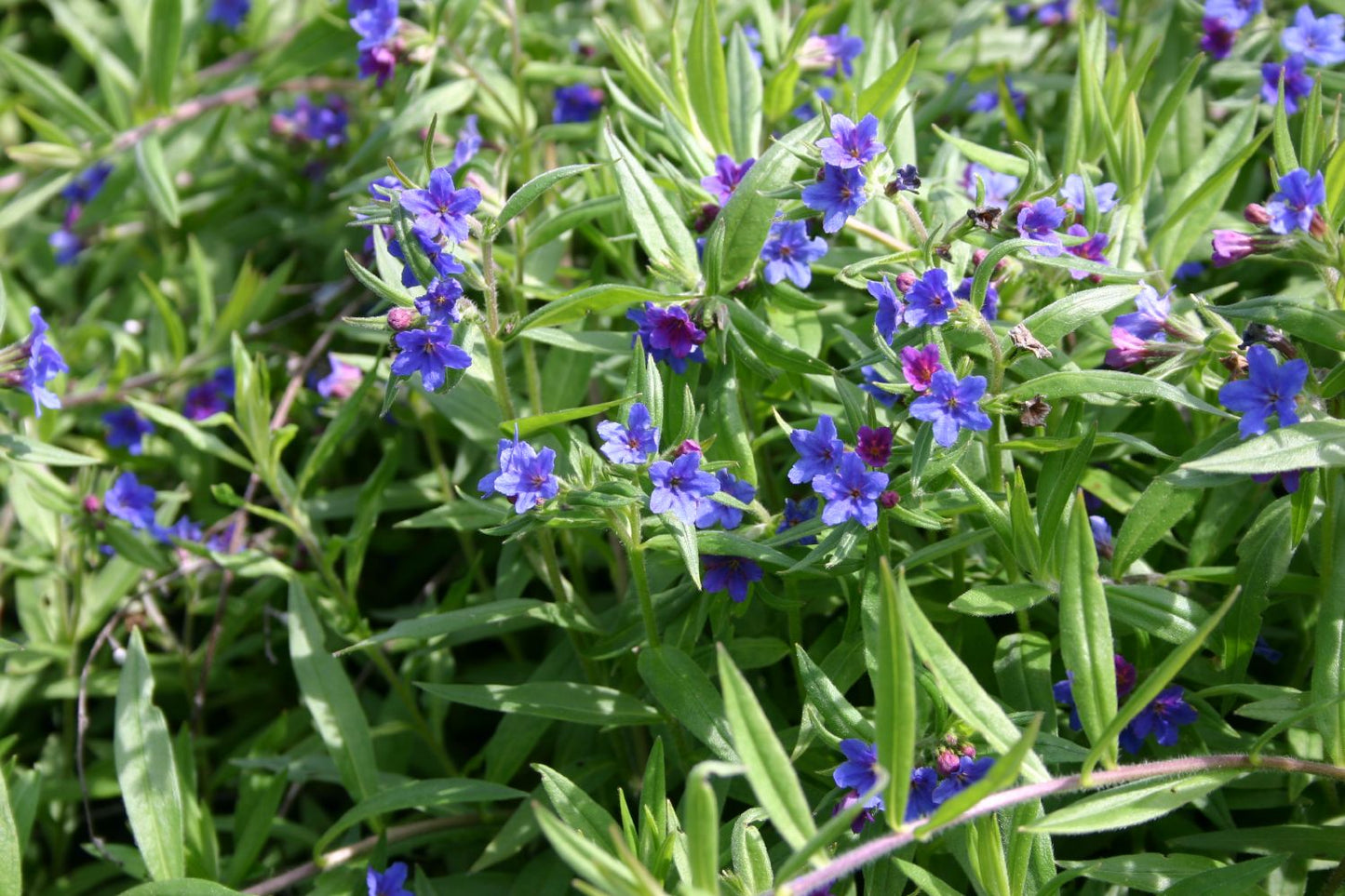Buglossoides purpureocaerulea (Purpurblauer Steinsame)