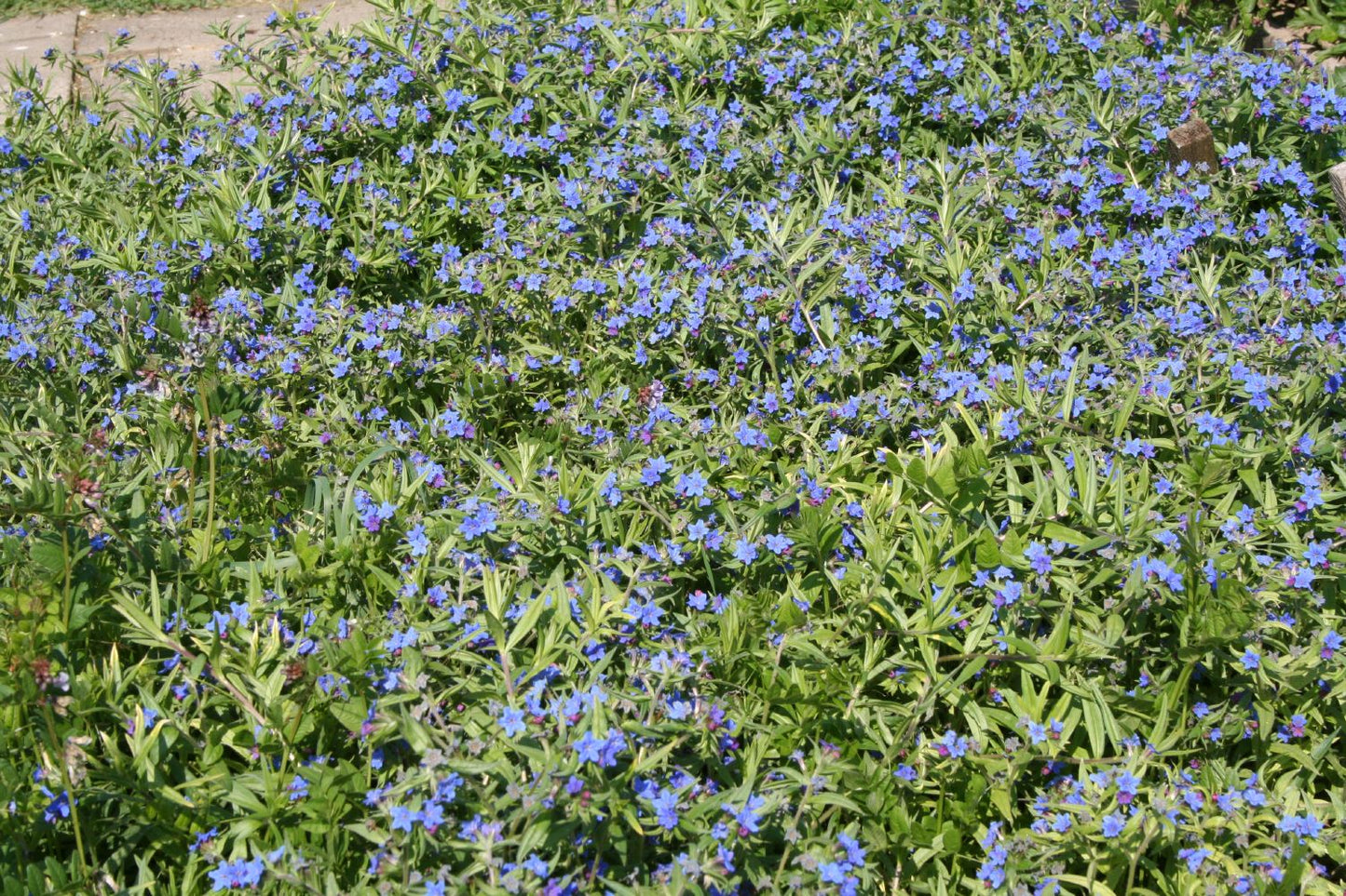 Buglossoides purpureocaerulea (Purpurblauer Steinsame)