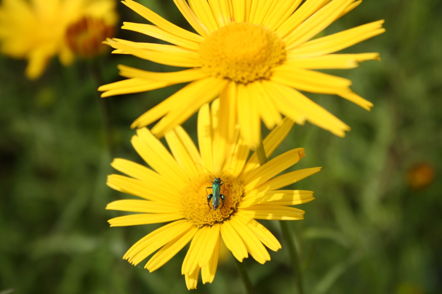 Buphthalmum salicifolium Ochsenauge | Rindsauge