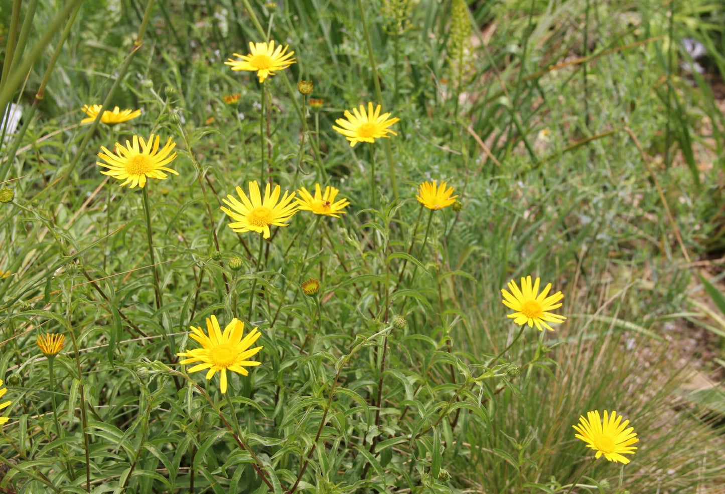 Buphthalmum salicifolium (Ochsenauge | Rindsauge)