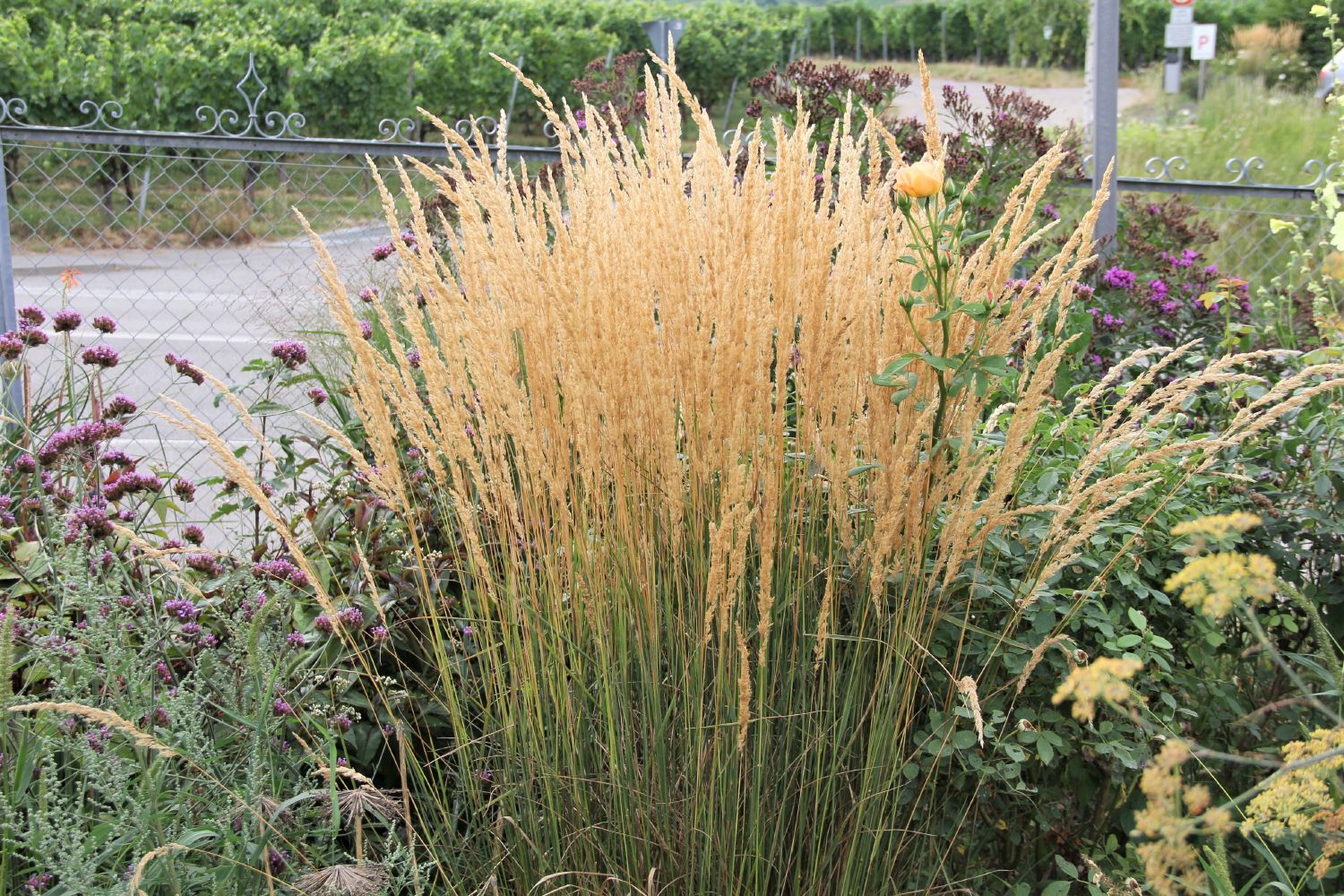 Calamagrostis x acutiflora 'Karl Foerster' Sandrohr | Garten-Reitgras