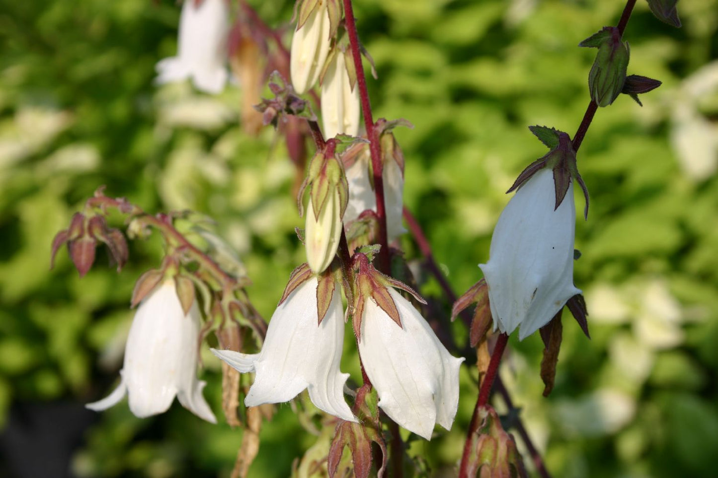 Campanula alliariifolia Knoblauchrauken-Glockenblume Campanula alliariifolia Knoblauchrauken-Glockenblume