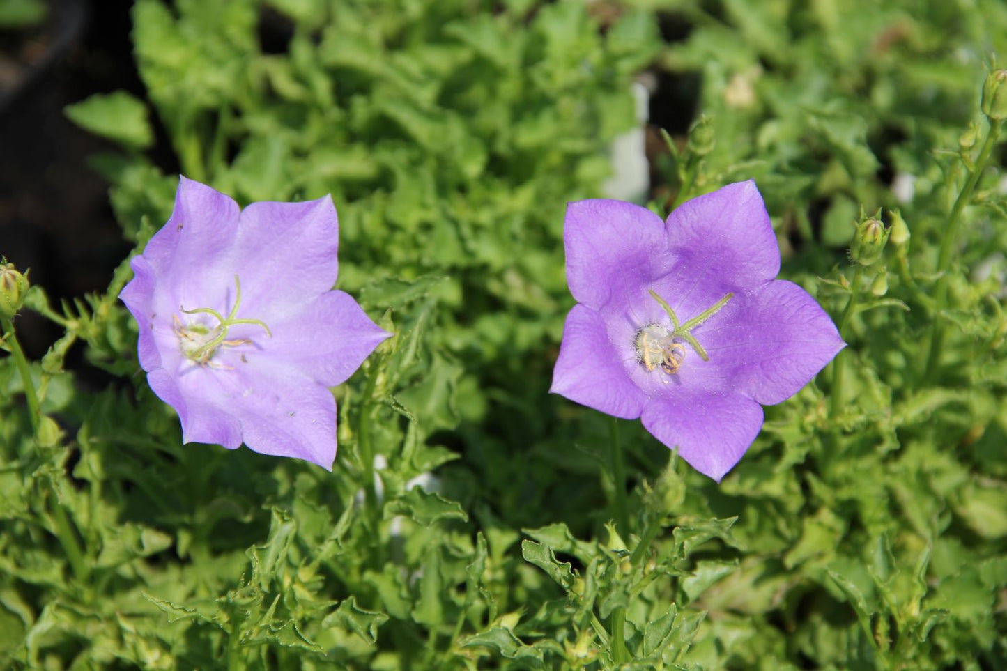 Campanula carpatica 'Blaue Clips' (Niedrige Garten Glockenblume)