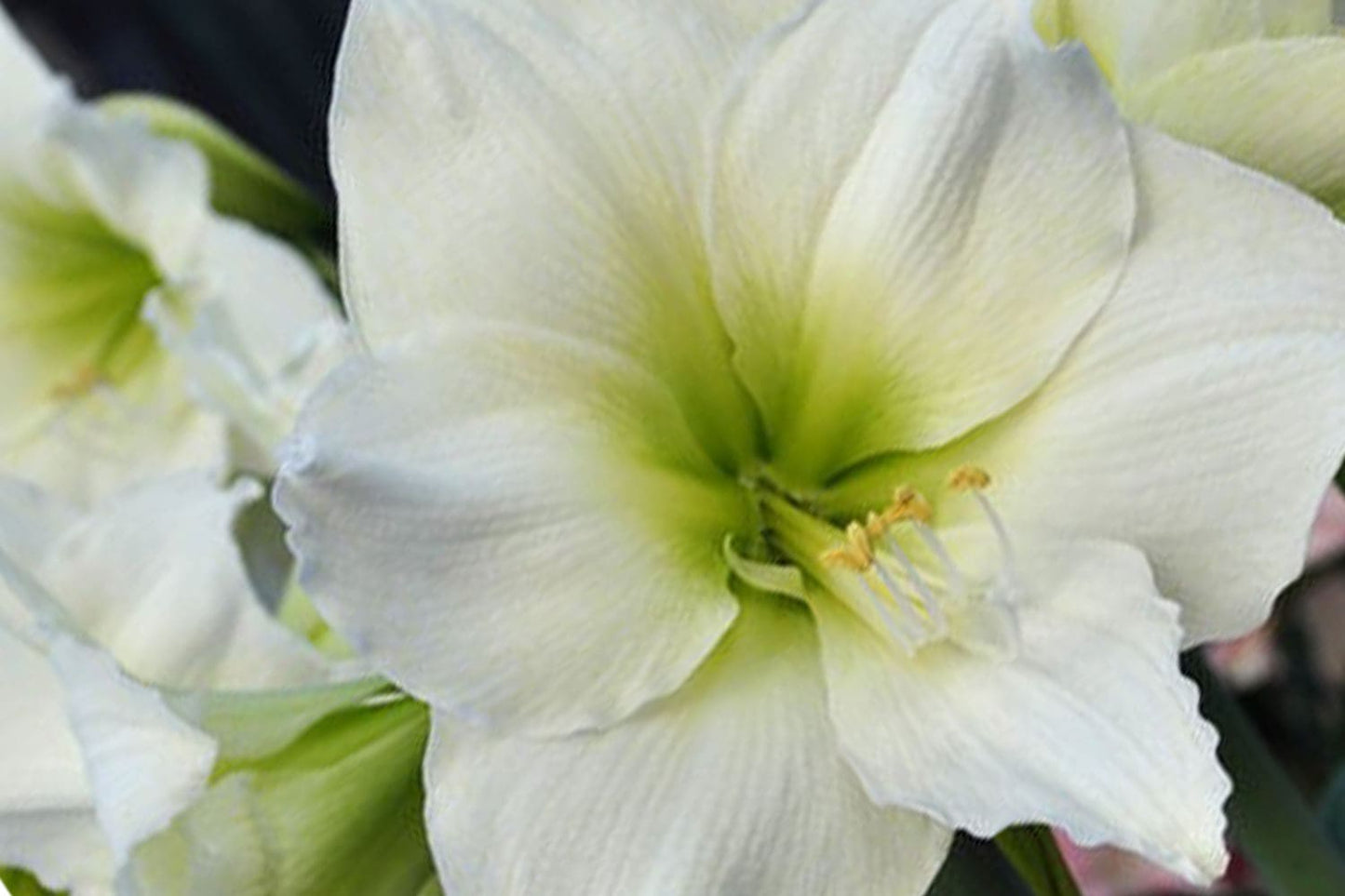 Hippeastrum weiß (Amaryllis | Ritterstern) Hippeastrum weiß (Amaryllis | Ritterstern)