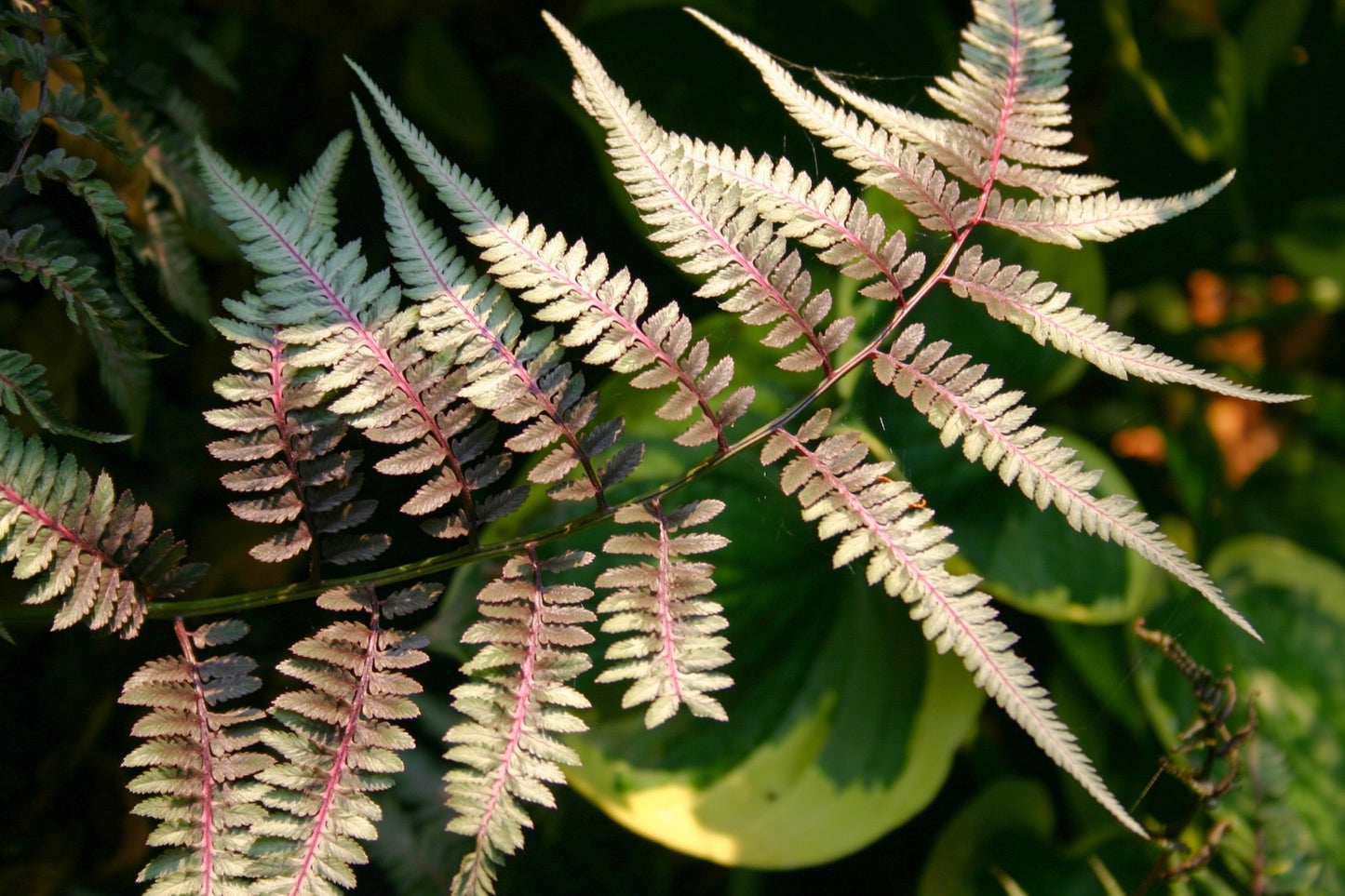 Athyrium nipponicum 'Metallicum' (Japanischer Regenbogenfarn)