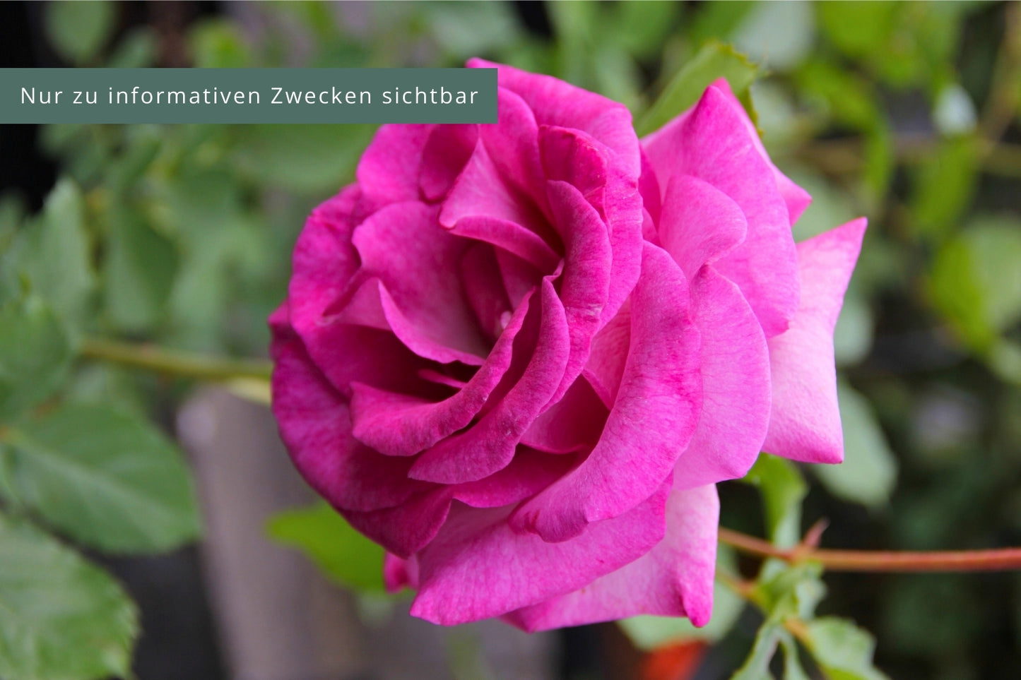 Rose 'Climbing Violette Parfumée' (Kletterrose)