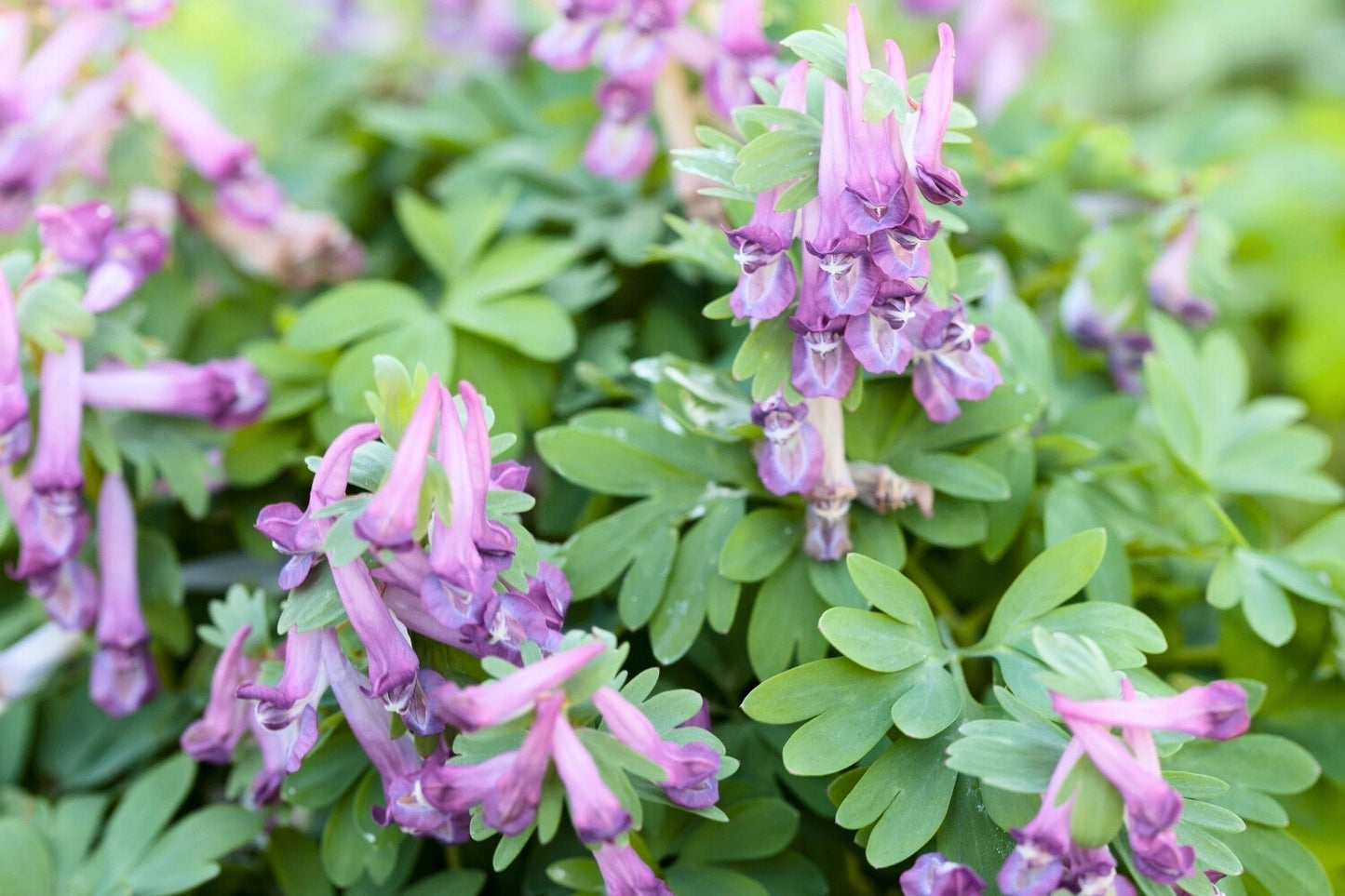 Corydalis solida (Festknolliger Lerchensporn)