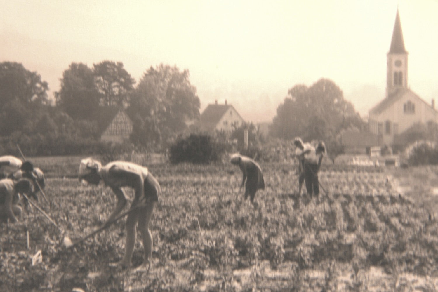 Mitarbeiter arbeiten auf dem Blumenfeld der Gärtnerei