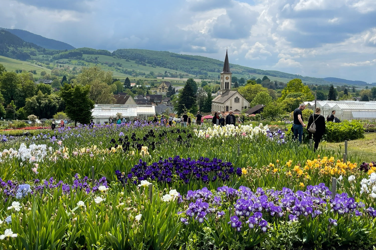 Irisfeld