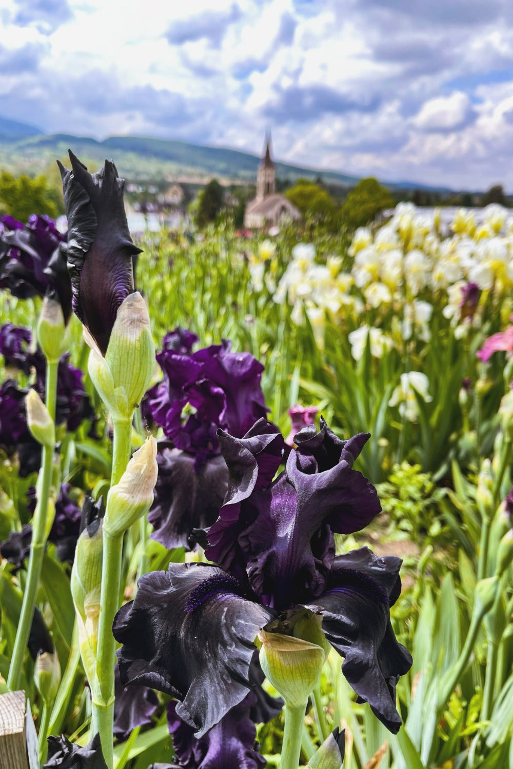 Irisfeld