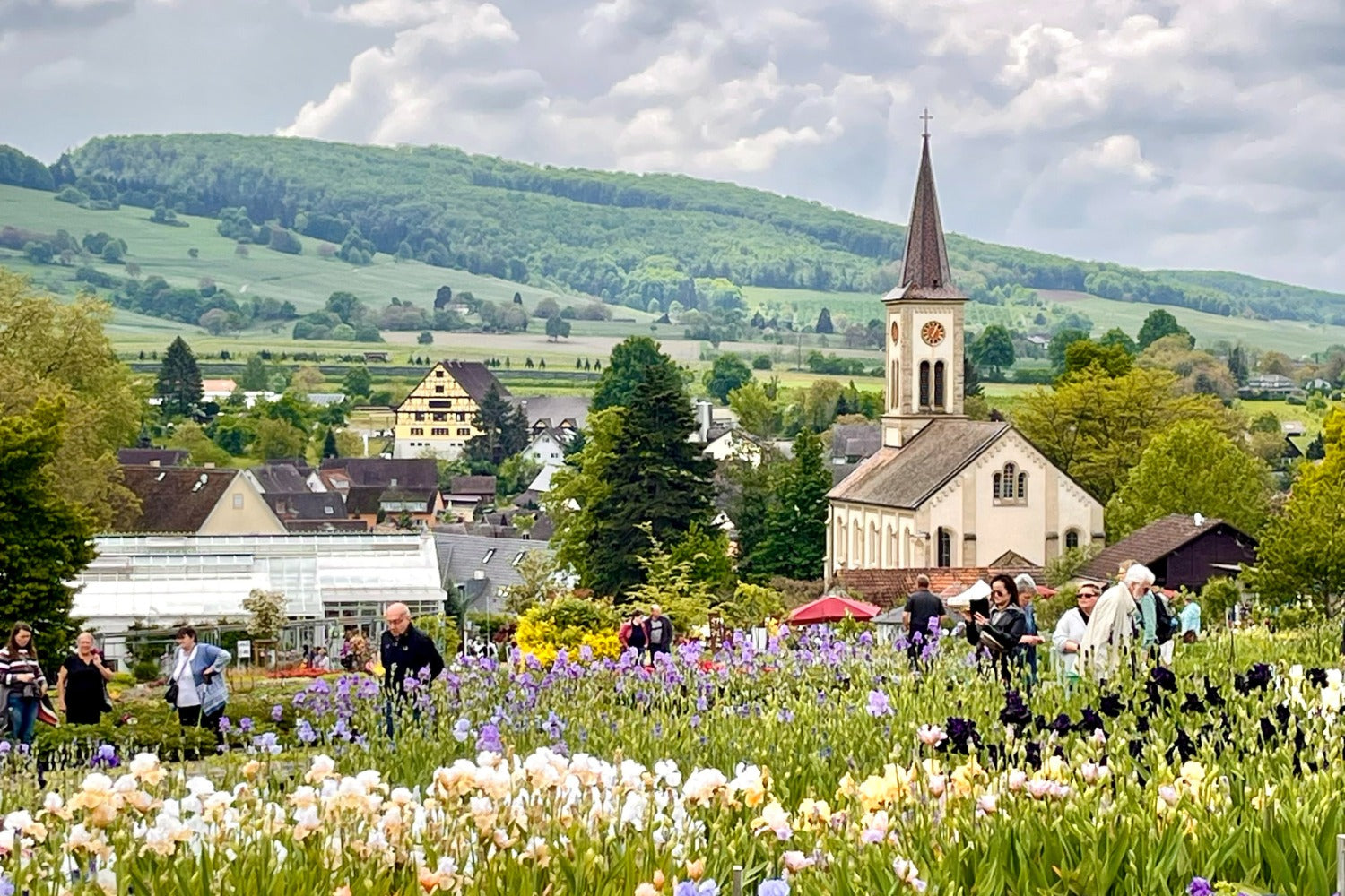 Irisfeld und im Hintergrund das Gewächshaus und die Laufender Kirche