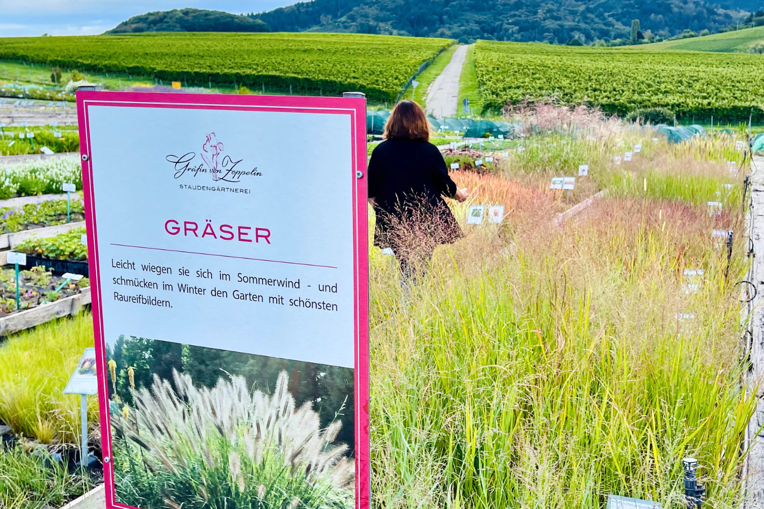 Gräser