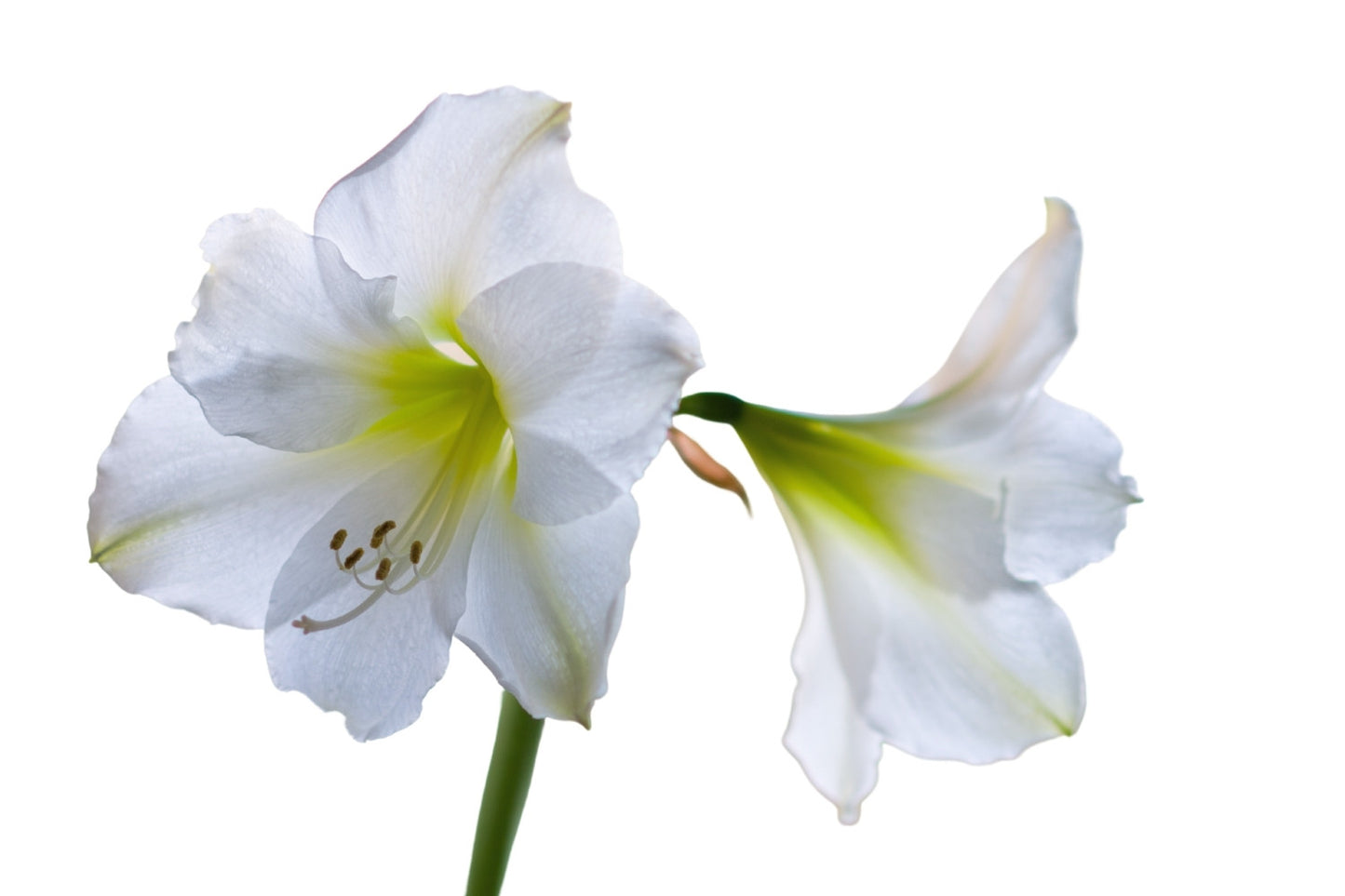 Hippeastrum weiß (Amaryllis | Ritterstern) Hippeastrum weiß (Amaryllis | Ritterstern)
