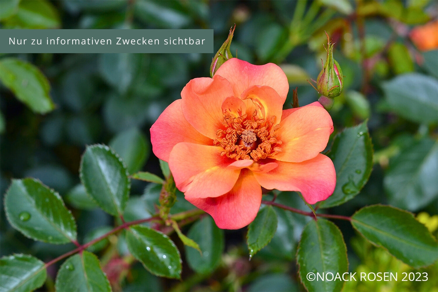 Rose 'Jojo ® Peach' (Kleinstrauchrose)