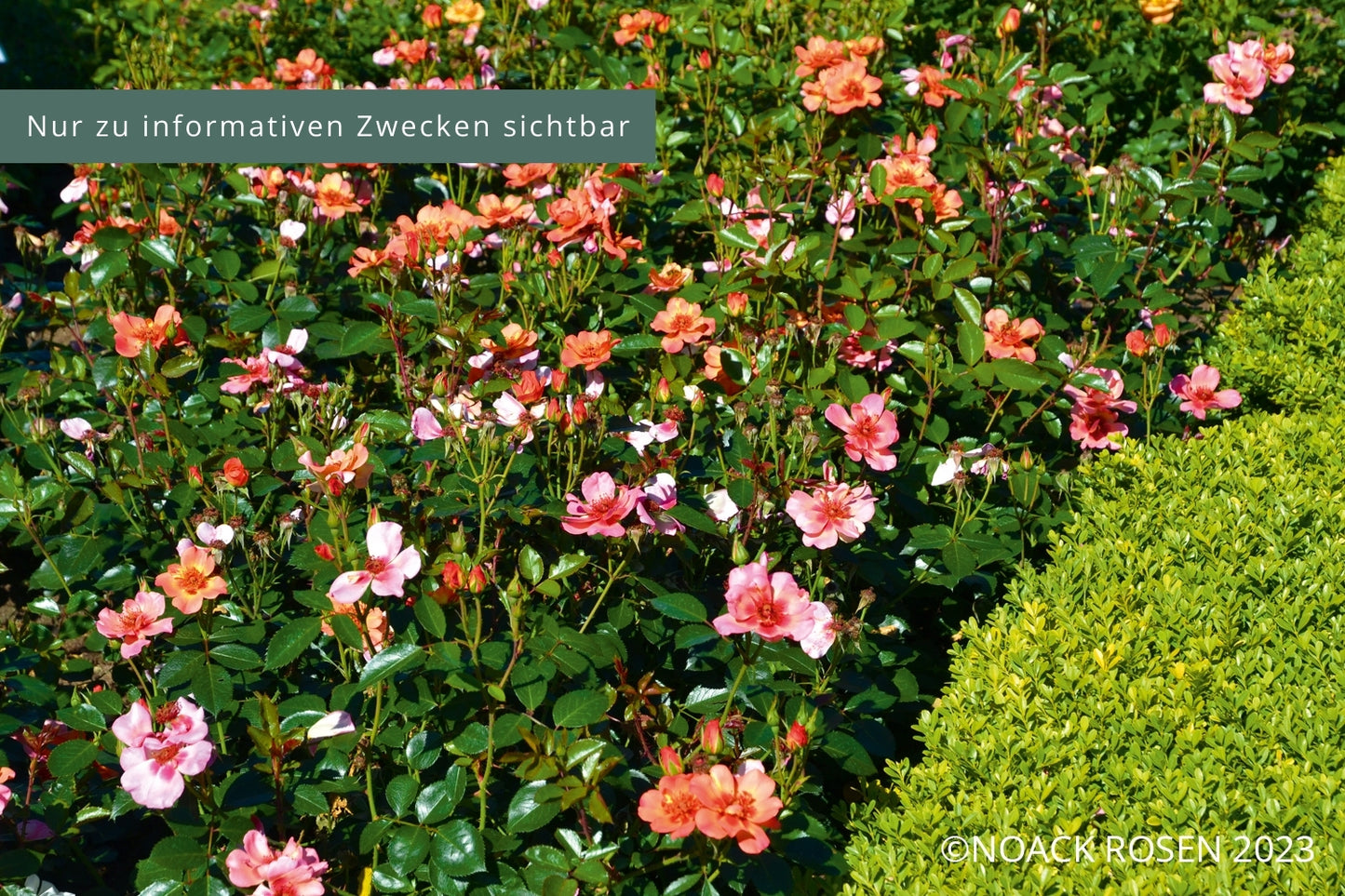 Rose 'Jojo ® Peach' (Kleinstrauchrose)
