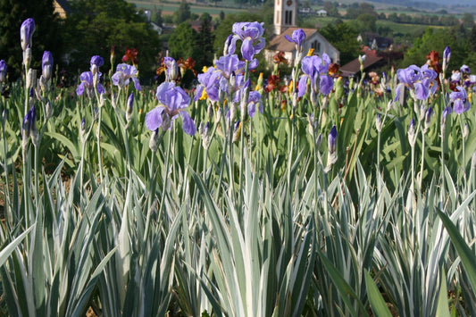 Iris pallida 'Argentea' Schwertlilie