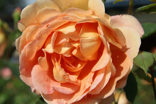 Rose 'Lady of Shalott' Englische Rose