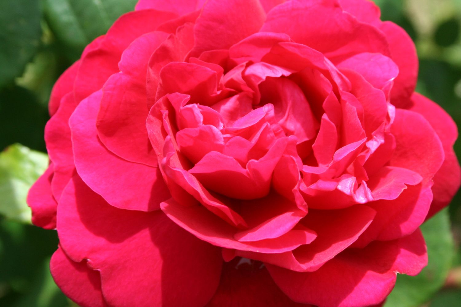 Rose 'Tess of the D'Urbervilles' Englische Rose