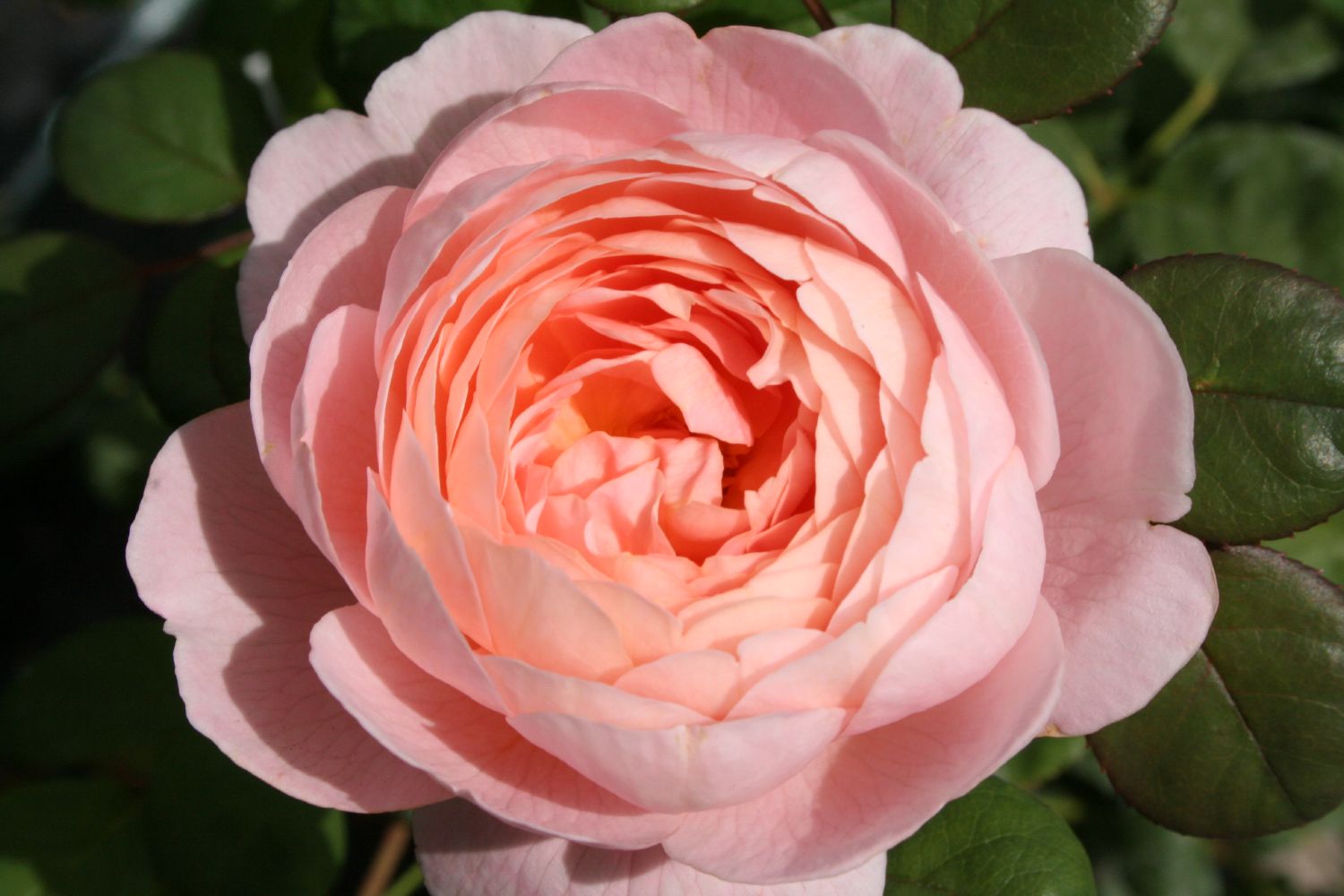 Rose 'Queen of Sweden' Englische Rose