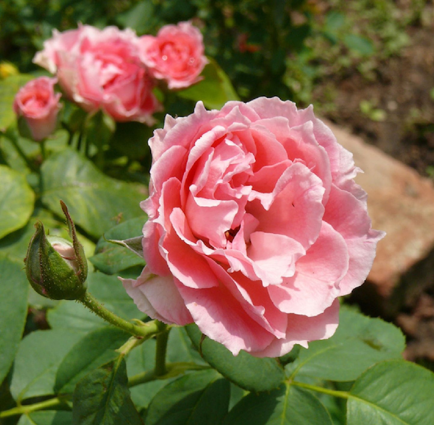 Rose damascena 'Trigintipetala' Historische Rose