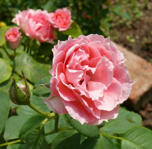 Rose damascena 'Trigintipetala' Historische Rose