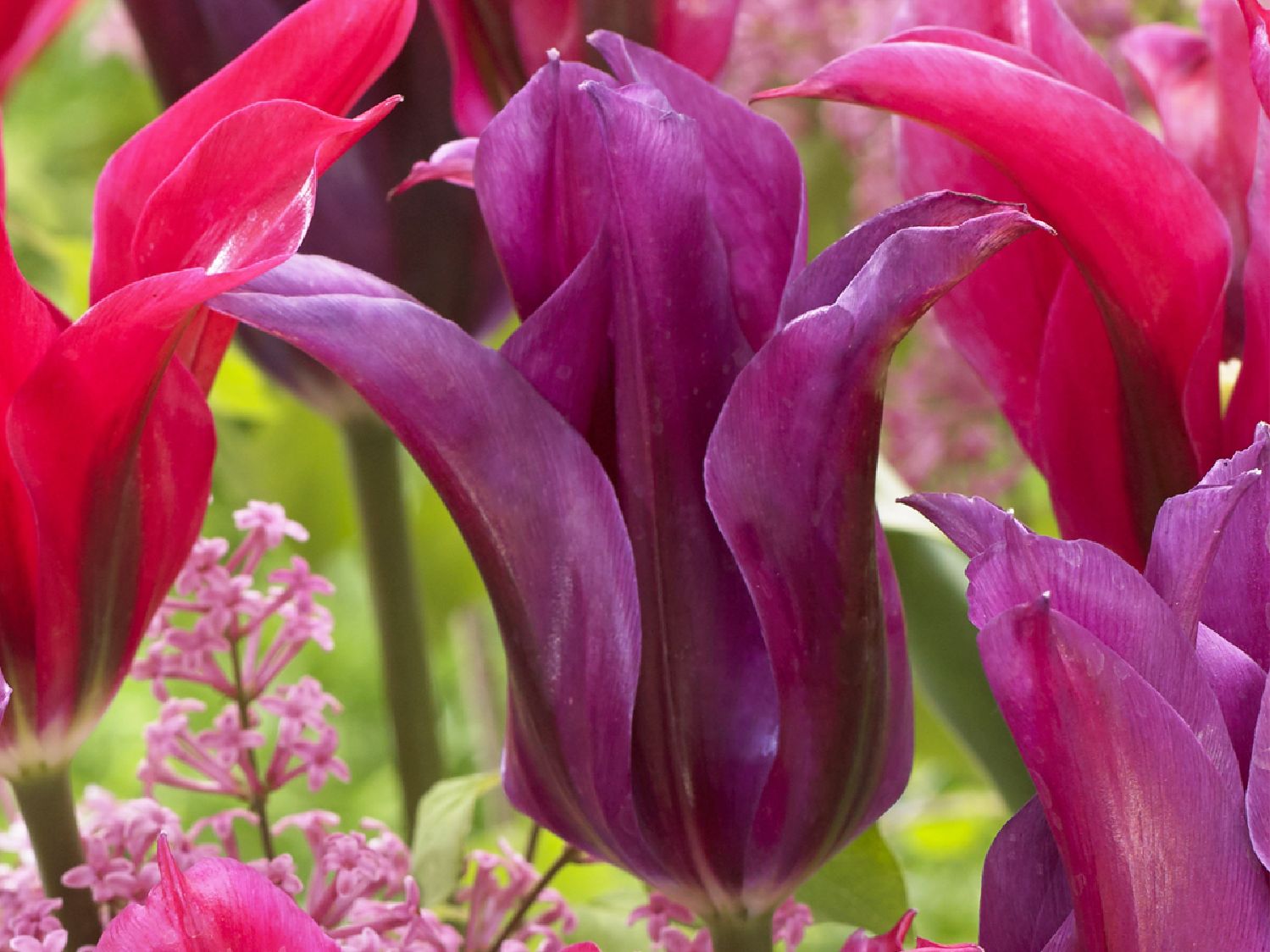 Tulipa 'Purple Doll' Lilienblütige Tulpe
