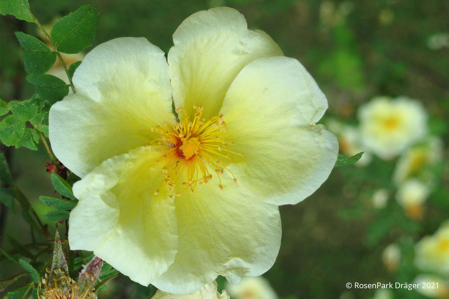 Rose hugonis (Chinesische Goldrose)