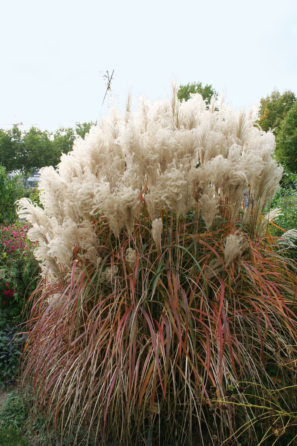 Miscanthus malepartus top