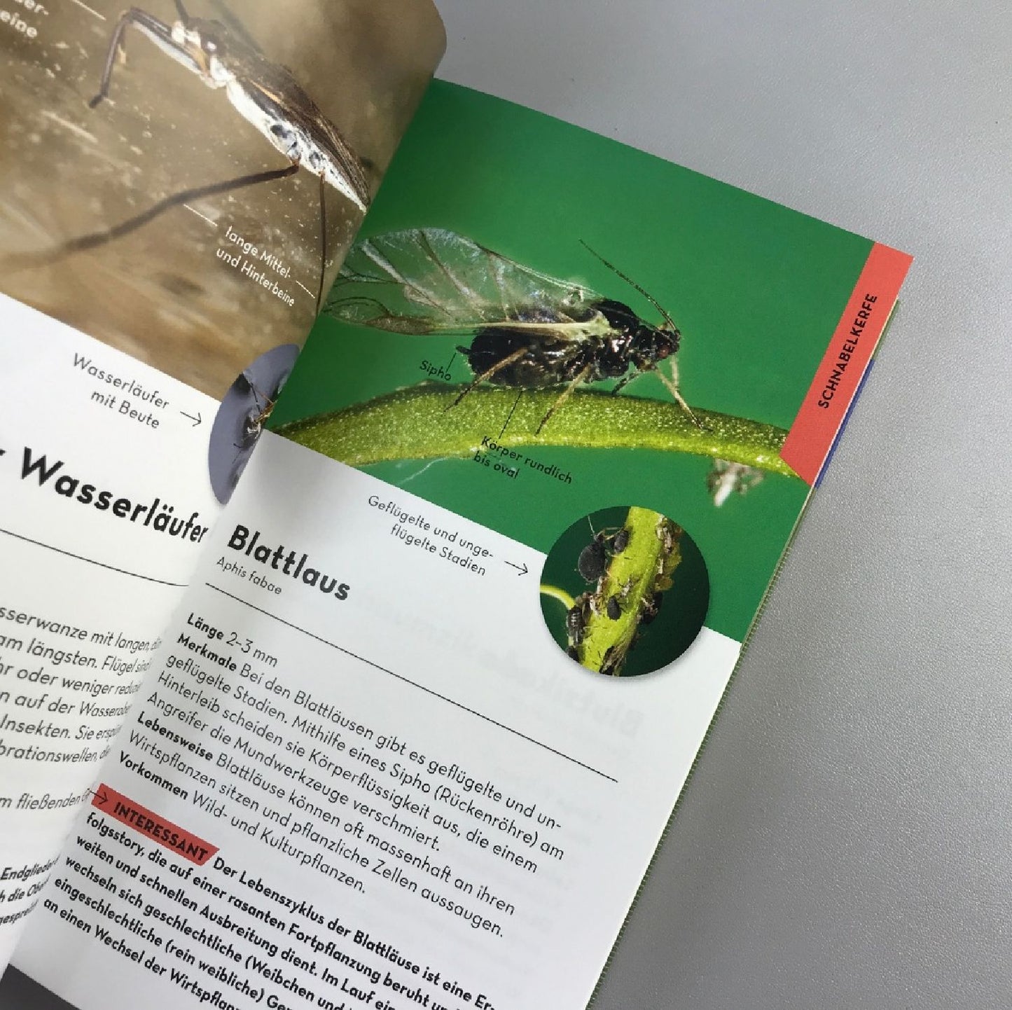 Basic Insekten (Dr. Roland Gerstmeier)