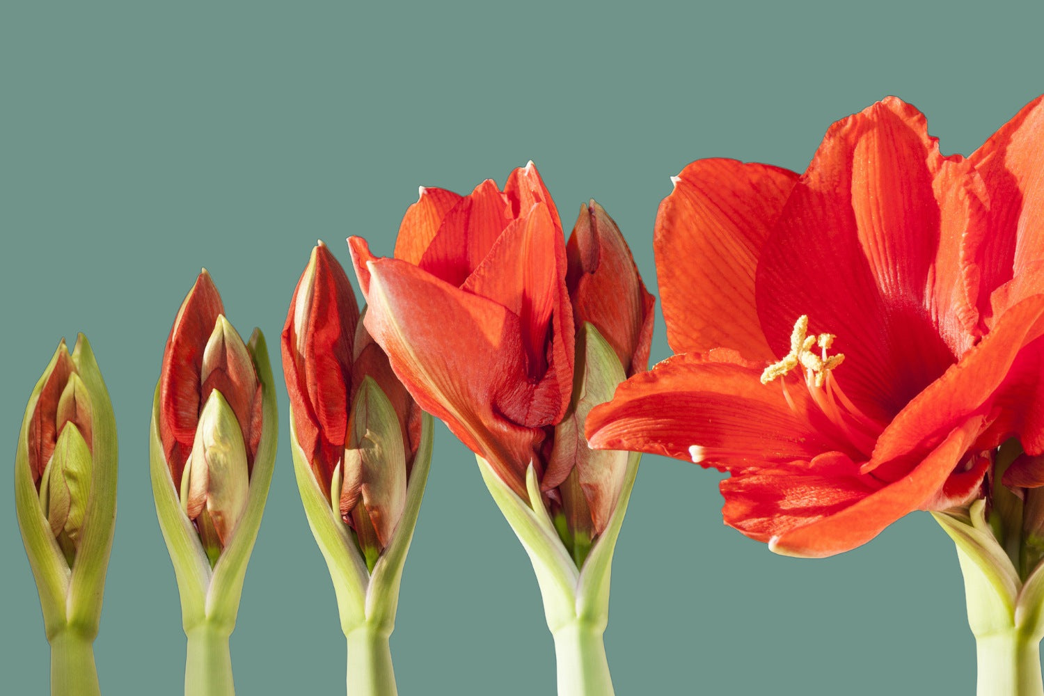 Amaryllis pflanzen und pflegen