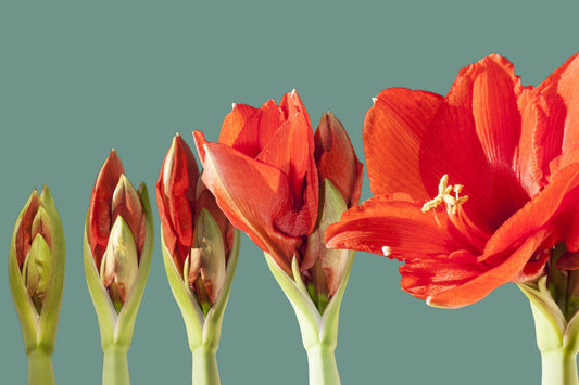 Amaryllis pflanzen und pflegen