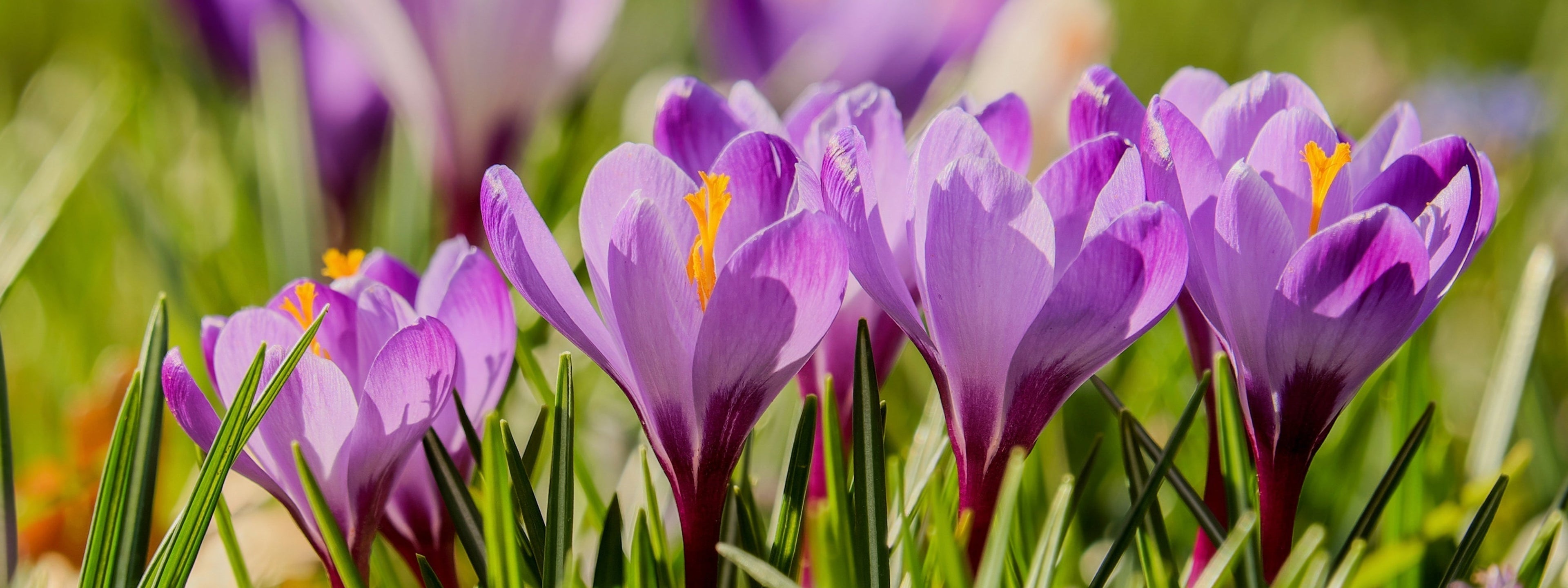 Frühlingshafte Temperaturen - Stress für unsere Gartenpflanzen?
