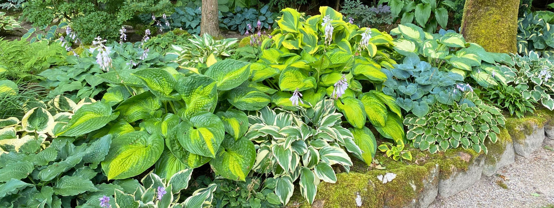 Garten-Idee: Der Enemærkets Hostahave (Dänisches Funkien-Paradies zum Niederknien)