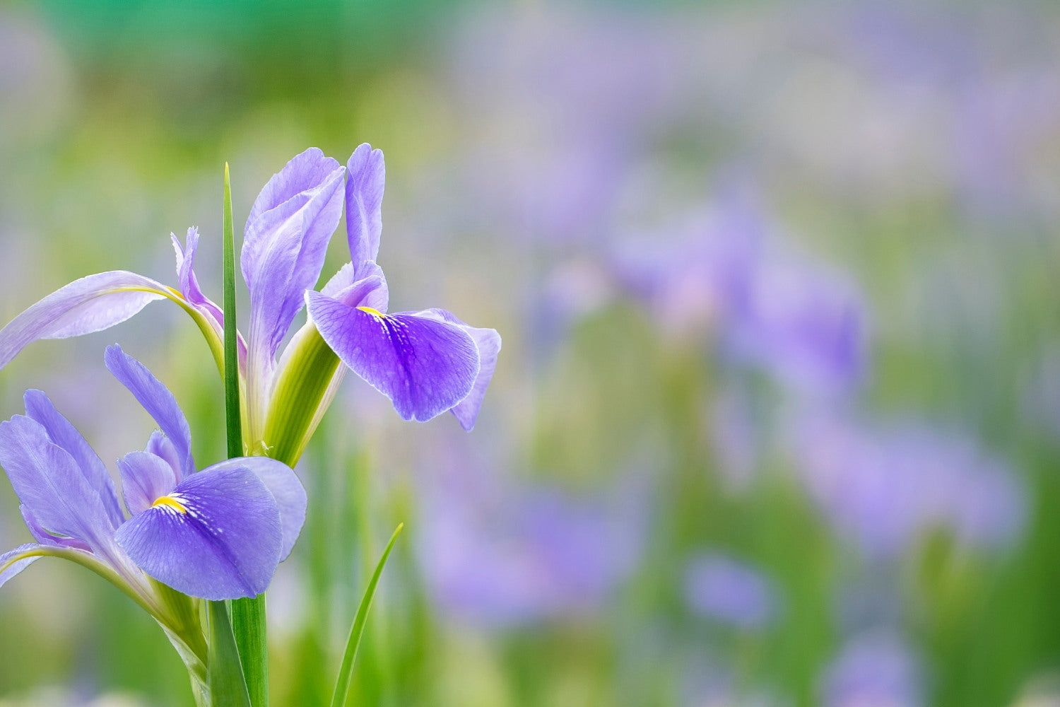 Meine Iris blühen nicht