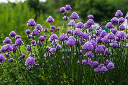 Schnittlauch_Gartenkräuter_gräfin von Zeppelin