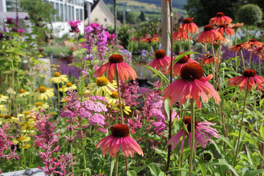 Das Staudenbeet - Beete planen, anlegen & pflegen
