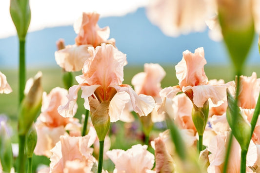 Iris (Schwertlilien)
