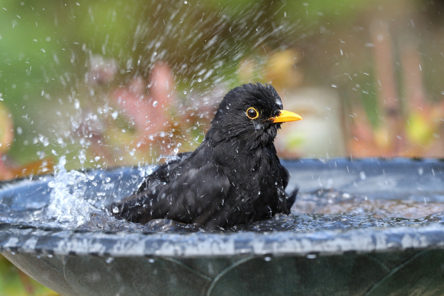 Vögel im Naturgarten
