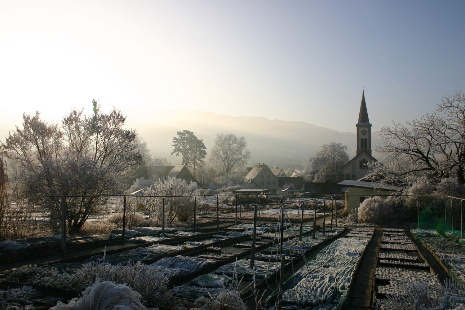 Winterharte Stauden - Pflanzen, Pflege & Tipps