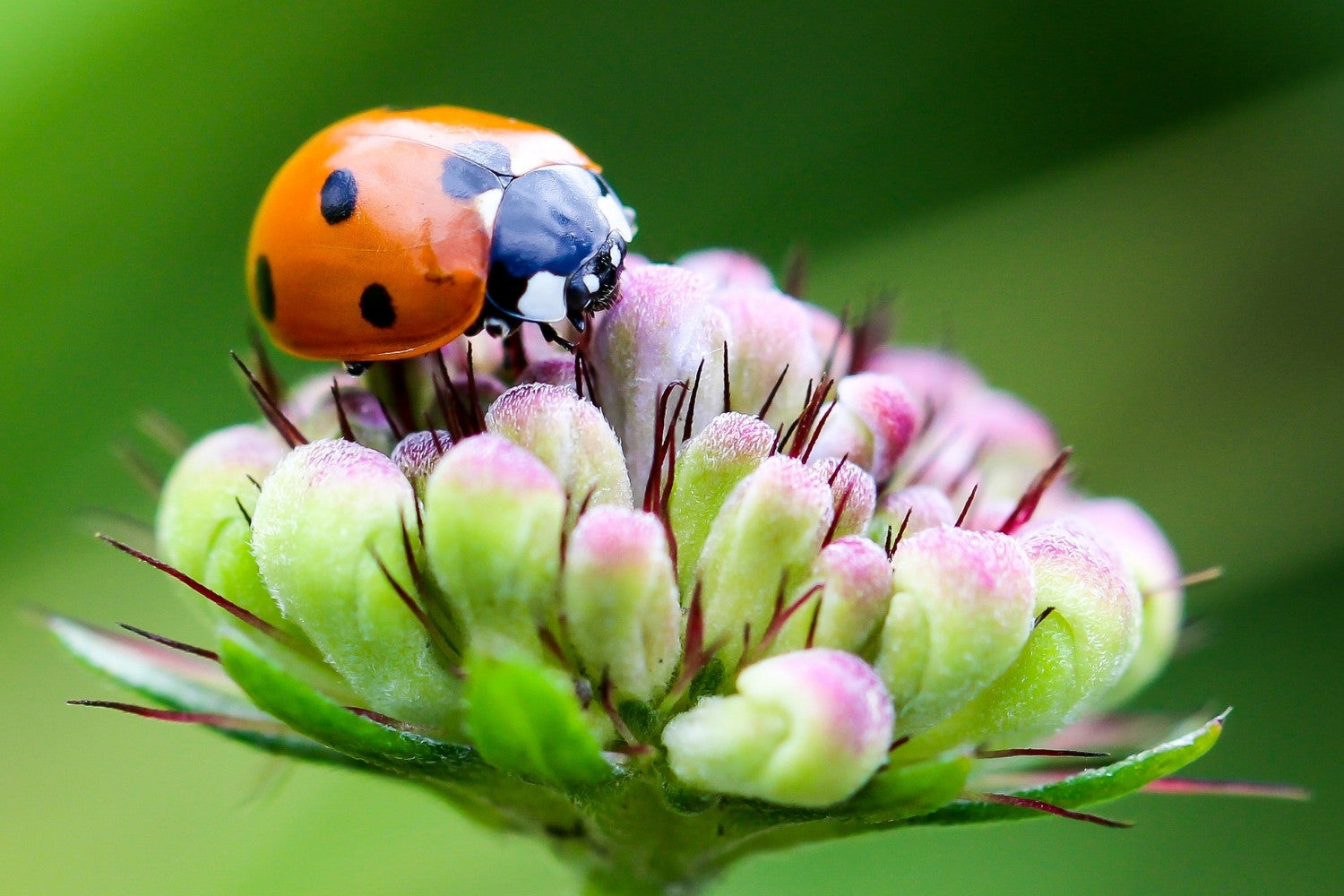 Biologischer Pflanzenschutz