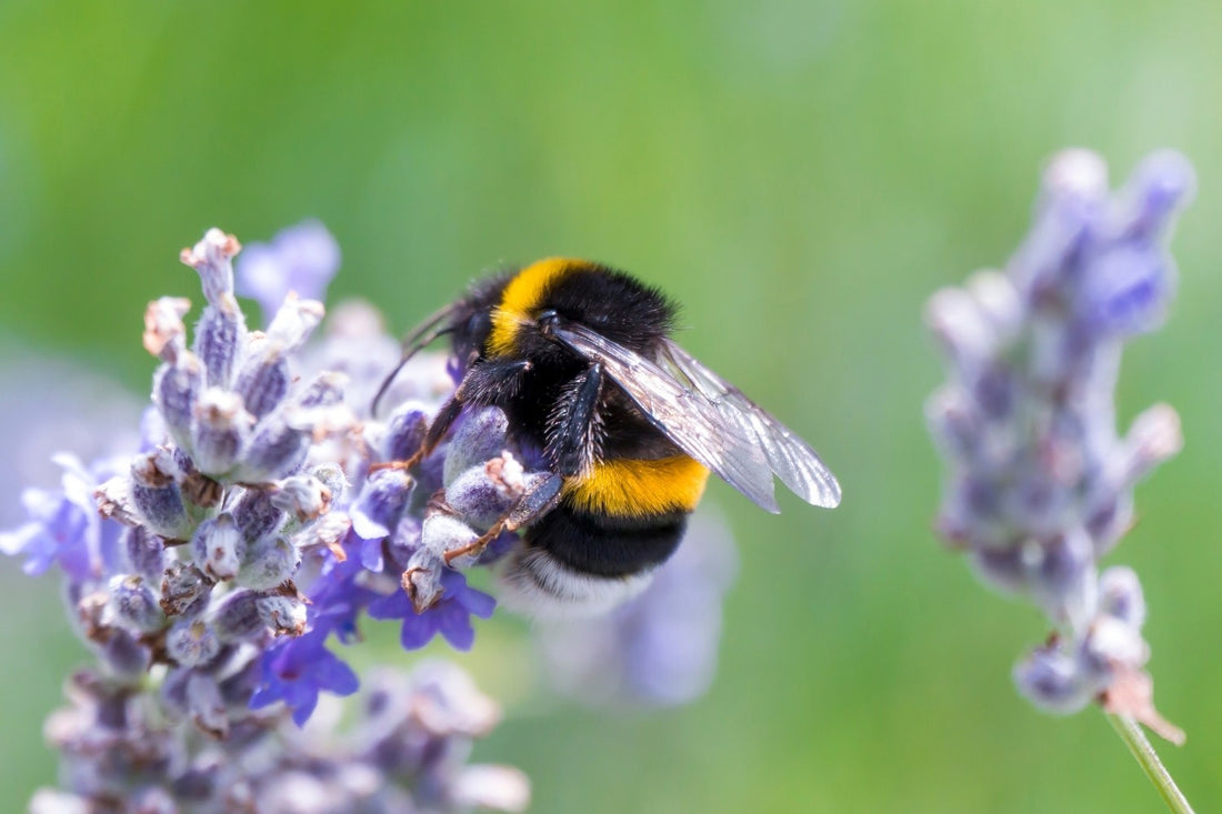 Bienen & Hummeln (Wie Ihr Garten zum summenden Paradies wird)