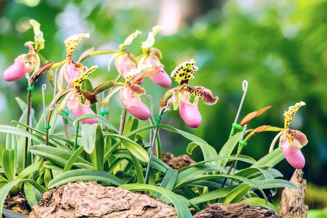 Wie Sie Orchideen pflanzen (Wie Sie winterharte Frauenschuh Orchideen richtig pflanzen)