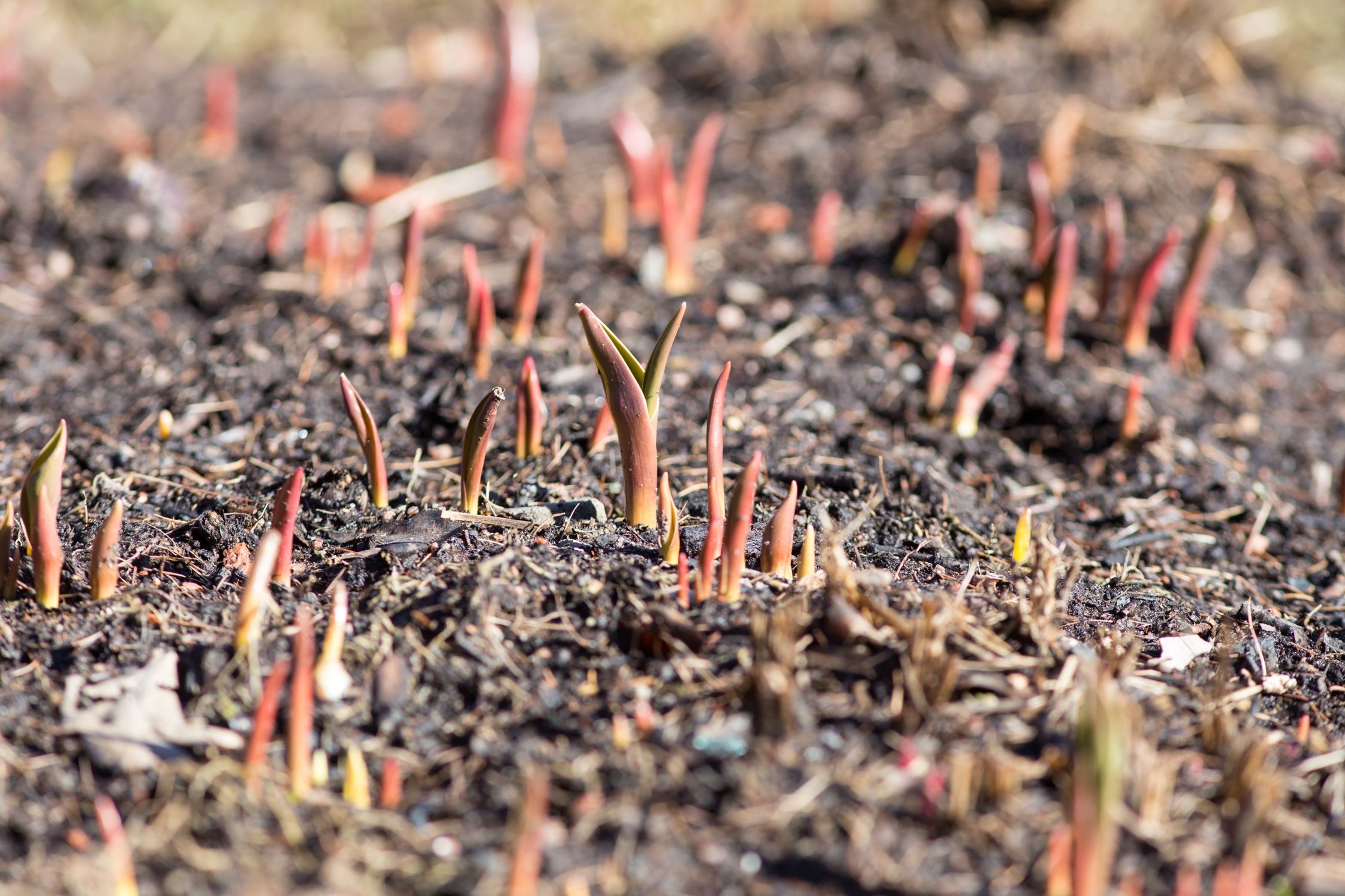 Achterbahn im Frühlingsgarten (Unsere Gartenexpertin Anne Rostek über gärtnerisches Freud und Leid zum Start der Gartensaison)