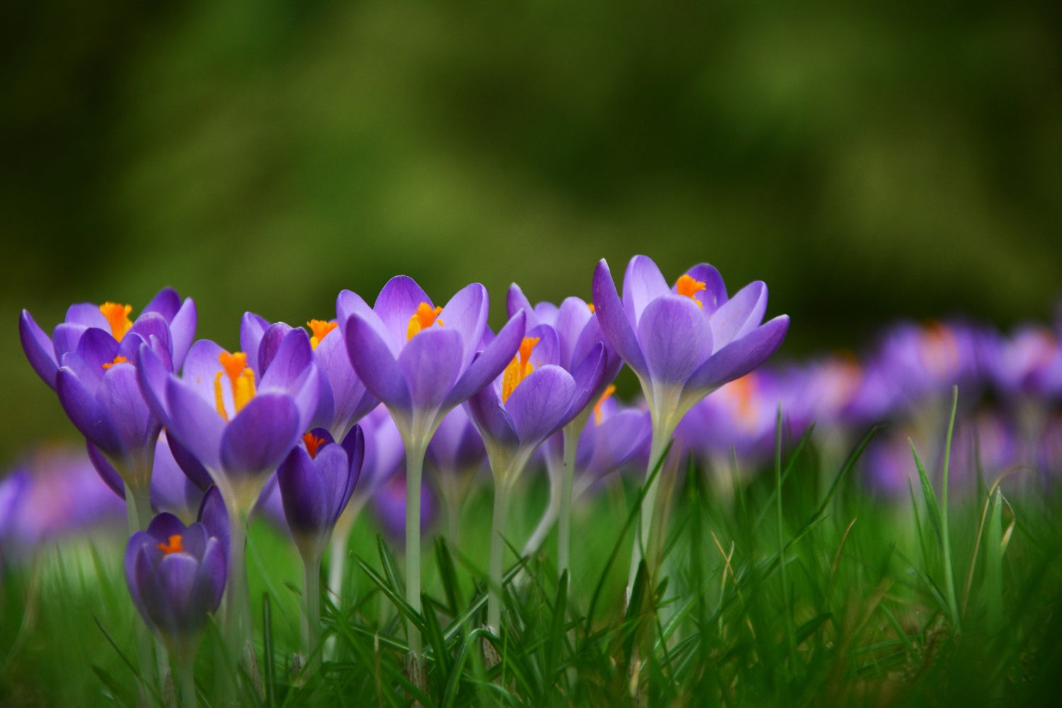 Gartenarbeit im Frühjahr