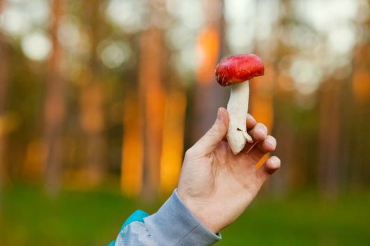 "Kann man den essen?" (Die faszinierende Welt der Pilze)
