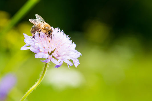 Mein Bienengarten im Jahreslauf